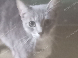 Gray and white cat for sale