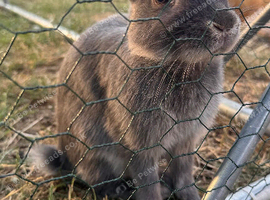 Rabbit