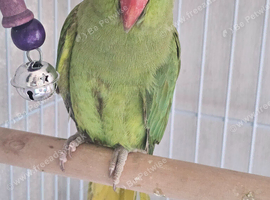 Indian ringneck