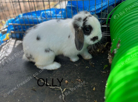Mini lop