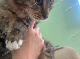 Long haired tabby