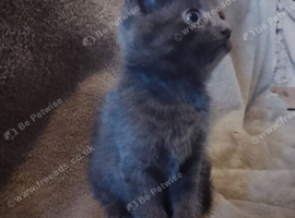 One grey kitten