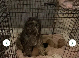 3 puppies left