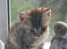 Ragdoll cross bengal kittens