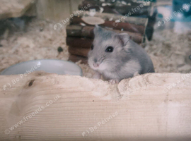 Female Russian hamster for sale with full set up