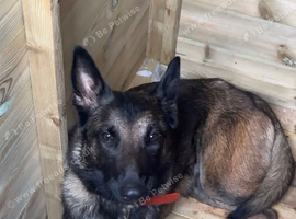 1-Year-Old Female Belgian Malinois &ndash; Protection/Guard Dog