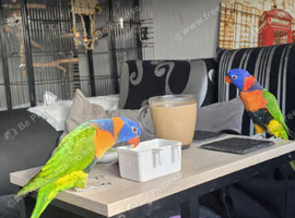 Red collard lorikeet male and female breading pair