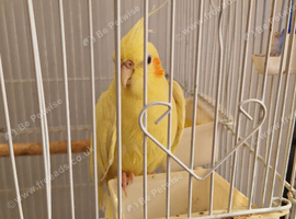 Female lutino cockatiel