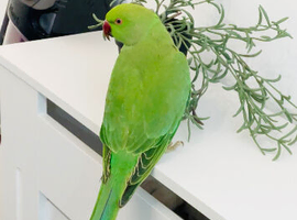 Indian ringnick parrot for sale