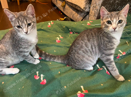 2 beautiful kittens for sale