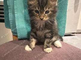 Part mainecoon and mixed breed kittens