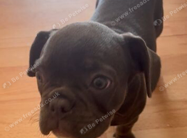 French bulldog puppy