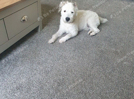 Jack Russell