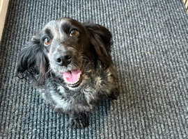 Cocker spaniel bitch