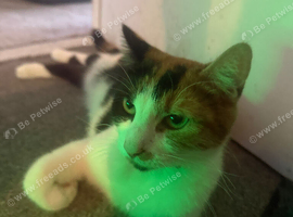 1 girl kittens left - NO REFUNDS