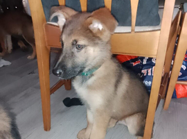 Long haired and short haired German shepard Puppies