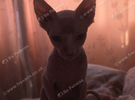 Sphynx kitten for sale