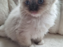 1 x Male Seal-Point Mitted Ragdoll Kitten Available Now