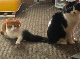 cats looking for forever home