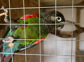 Pearly conure hens wanted