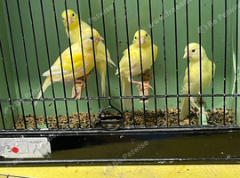 4 Young Irish Canaries