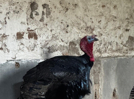 Trio of bronze turkeys