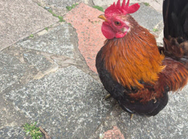 2 POLISH 2 BANTAM BREED.