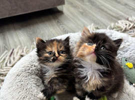 Half British short hair kittens