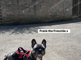 BLUE MALE FENCH BULLDOG