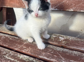 Cute kitten looking for forever home