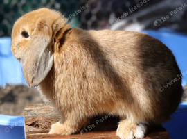 mini lop