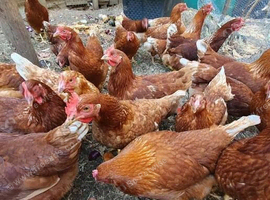 Chicken