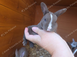 Gorgeous vm Mini Rex babies
