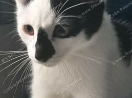 Kitten male