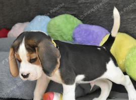 Beautiful beagle puppies