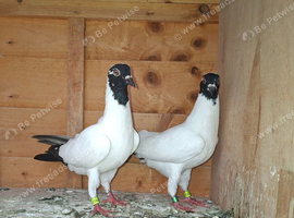 Fancy Highflyer Racing Pigeon