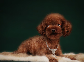 Asian poodle, red , 1.2 kg !