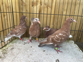 Meulumans racing pigeons for sale in Birmingham