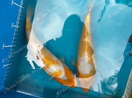 Mixed koi for sale