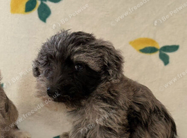 Schnoodle puppies for sale
