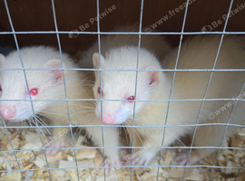 X2 albino hobs looking for home