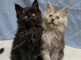 Maine Coon Kittens ready now