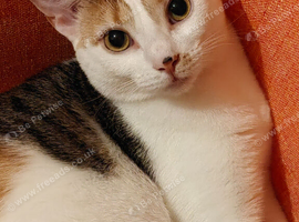 Maple 1y/o Female