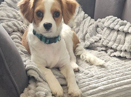 Cavapoo puppy