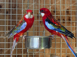 Rosella