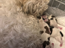Beautiful Malshie puppies