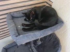 Lovely shy boy