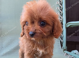 Beautiful Cavapoo Puppies