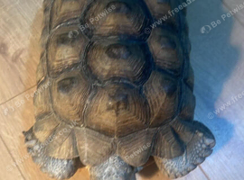 8 year old sulcata tortoise for sale