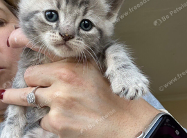 Last 3 kitty's